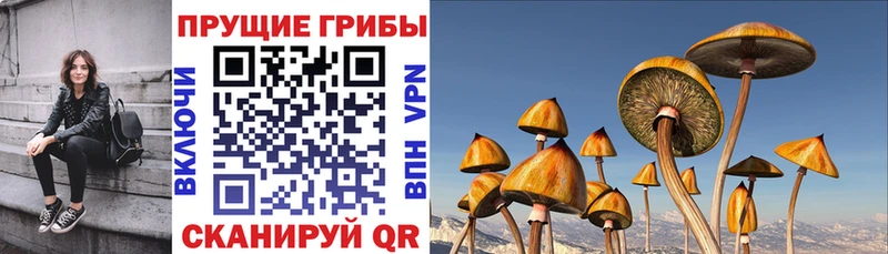 Галлюциногенные грибы GOLDEN TEACHER  Купить  Верхняя Салда 